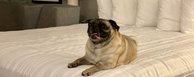 Pug sitting on a bed